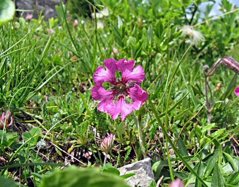 Silene elisabethae  / Silene di Elisabetta